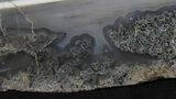 Petrified Wood Cast Slab - Tom Minor Basin #31461-4